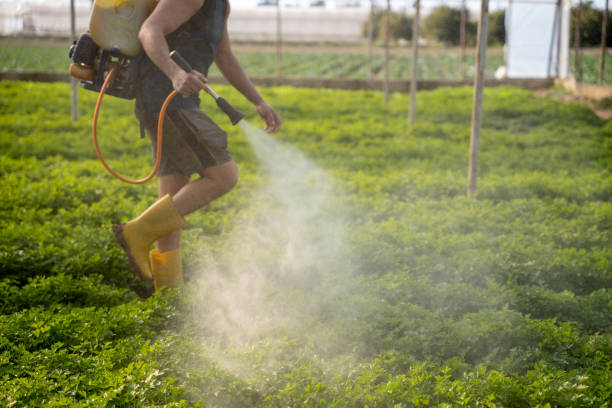 Best Affordable Pest Control Services  in West Lake Hills, TX